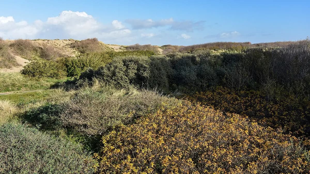 Belgian coast dunes and beach landscape